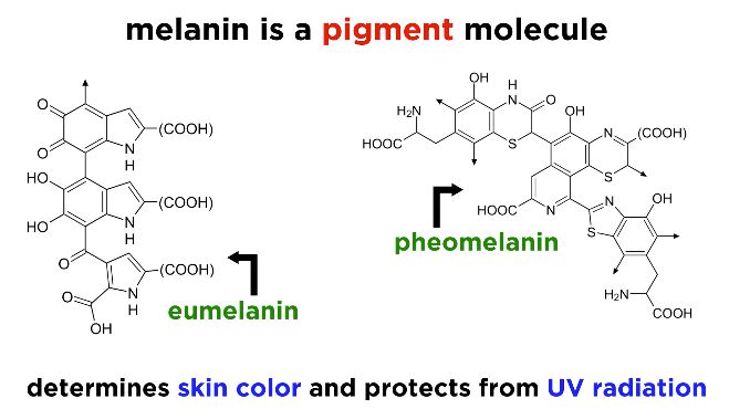 The Integumentary System