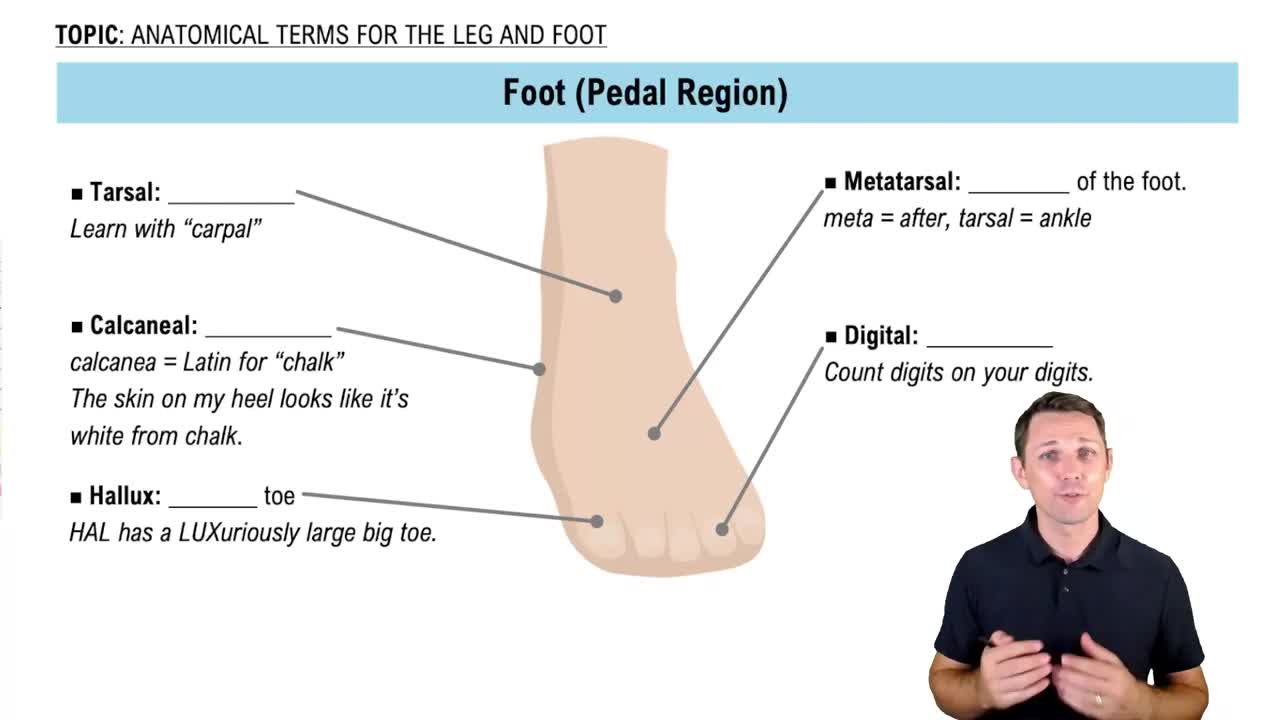 The Foot