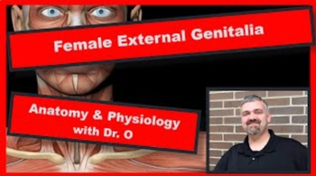 Female External Genitalia:  Anatomy and Physiology
