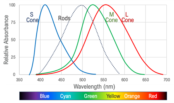 Graph showing relative absorption of S, M, L cones and rods across wavelengths, highlighting cone stimulation at 610 nm.