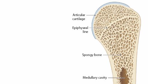 Endochondral Ossification