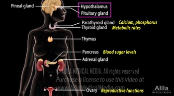 The Endocrine System, Overview, Animation