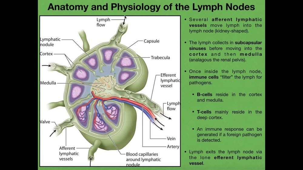 Lymph Nodes