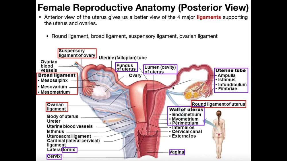 Female Reproductive Anatomy