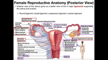 Female Reproductive Anatomy