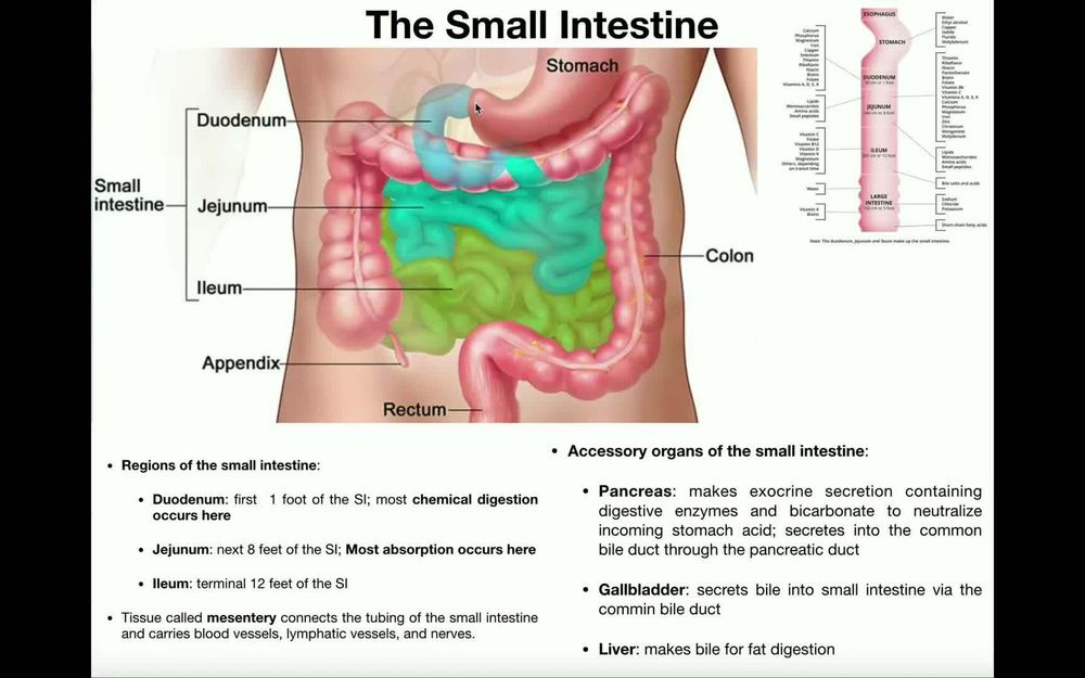 Anatomy and Physiology of the Small Intestine