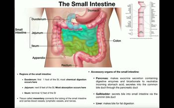 Anatomy and Physiology of the Small Intestine