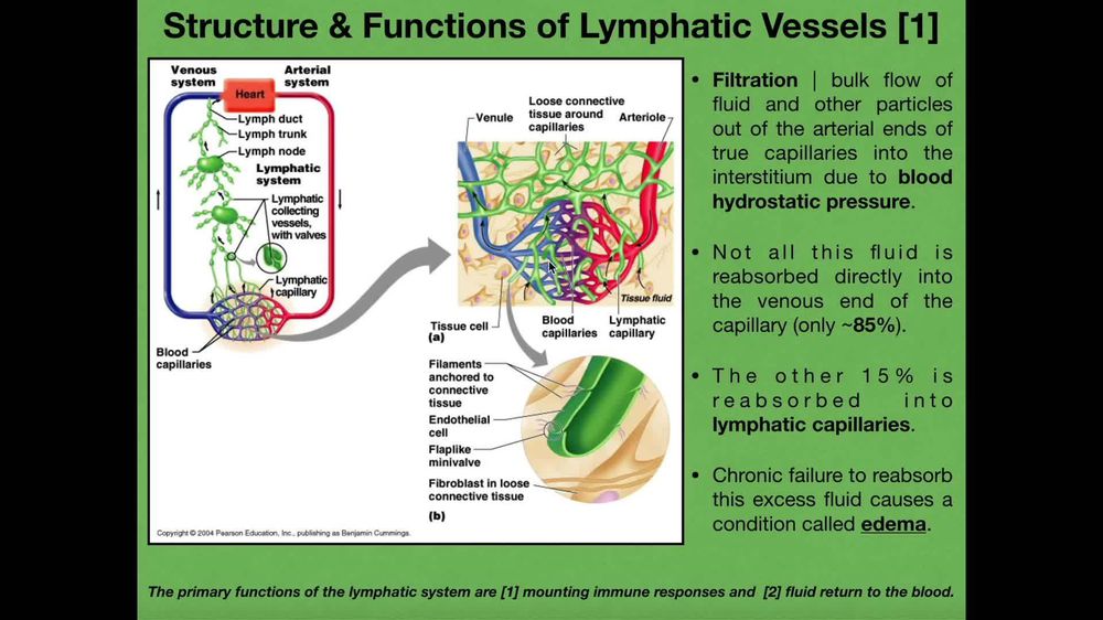 Lymphatic Vessels