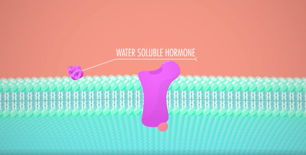 Endocrine System - Glands & Hormones