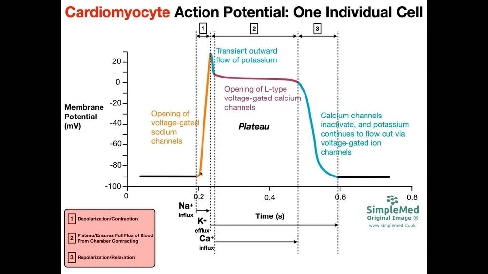 Cardiac Muscle Action Potential Diagram