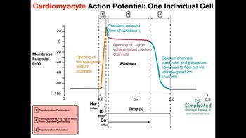 Cardiac Muscle Action Potential Diagram