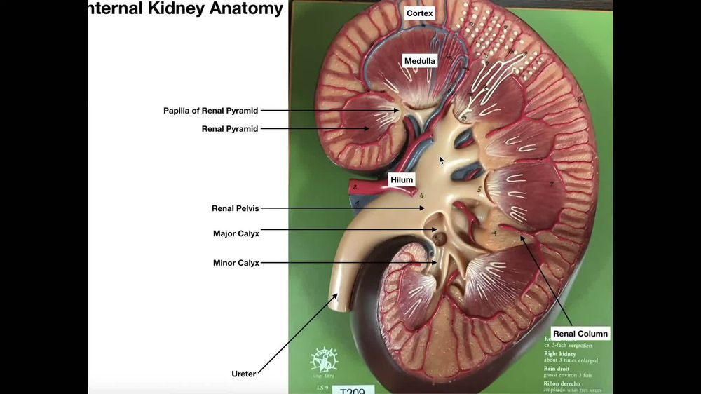 Internal Anatomy of the Kidney and Urine Transport