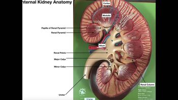 Internal Anatomy of the Kidney and Urine Transport