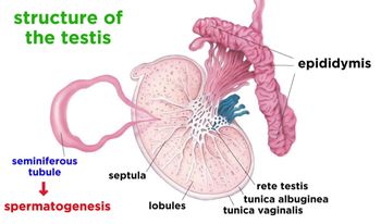 The Human Reproductive System