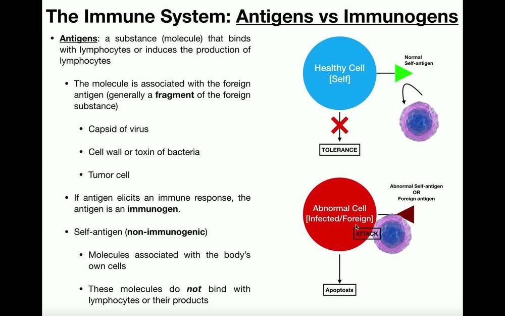 Anatomy - Positive & Negative Selection for Lymphocytes