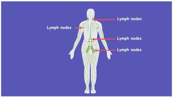 Lymphatic System