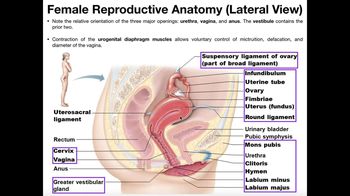 Female Reproductive Anatomy
