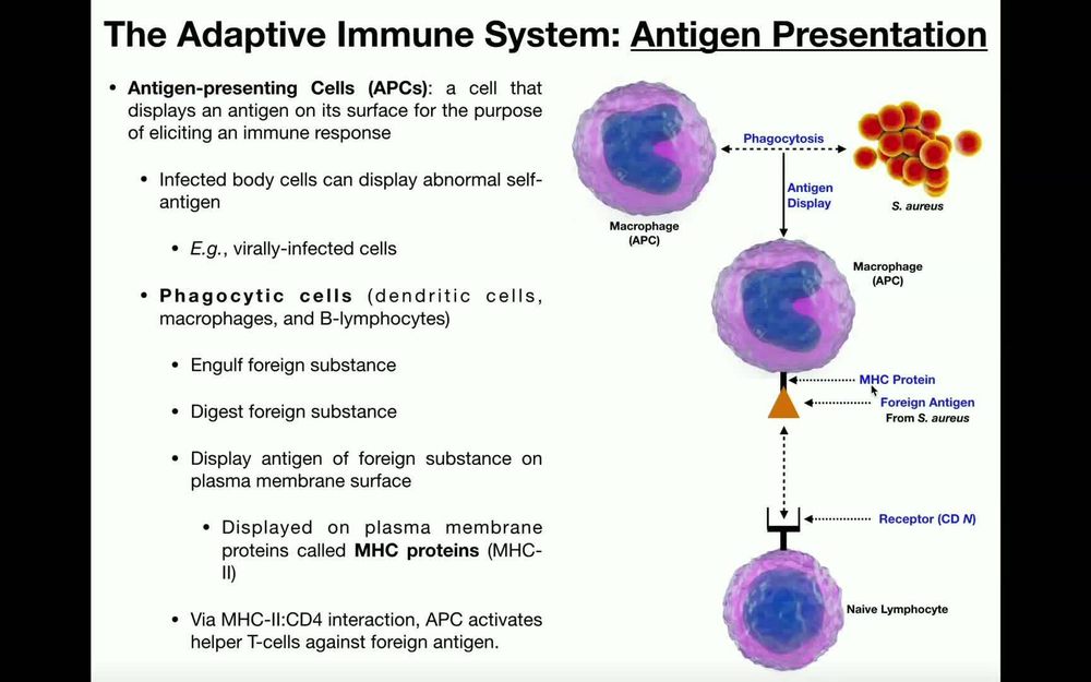 Anatomy - Basics of Antigen Presentation