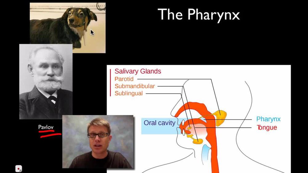 The Digestive System