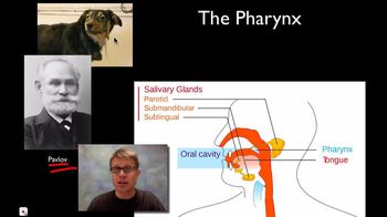 The Digestive System