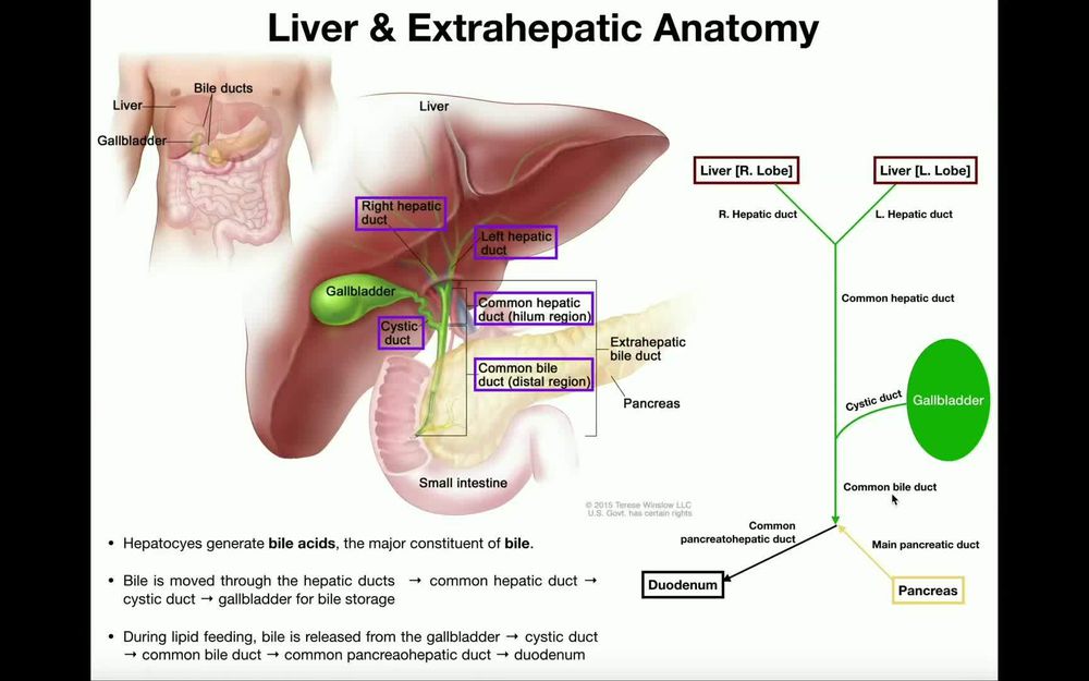 Accessory Organs of the Small Intestine (Liver, Gallbladder, & Pancreas)