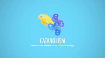 Metabolism & Nutrition