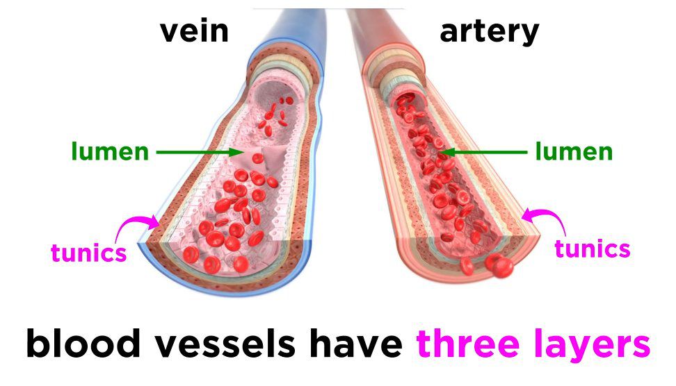 The Circulatory System : Blood Vessels