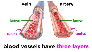 The Circulatory System : Blood Vessels