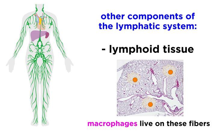 Lymphatic System