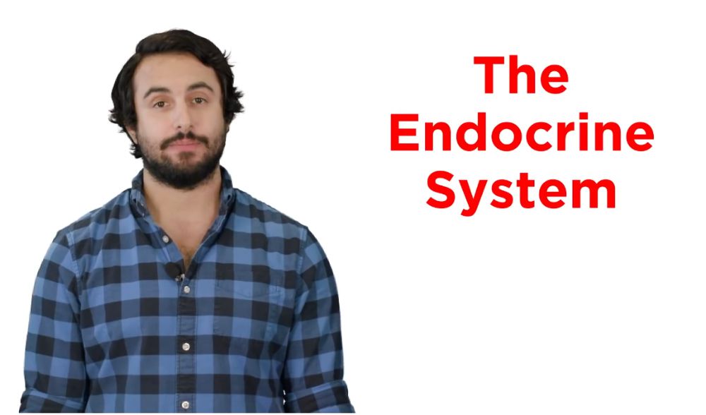 The Endocrine System