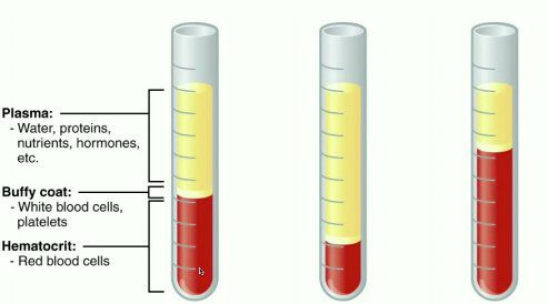 RBCs, WBCs, & Platelets