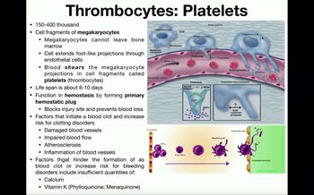 Development of Platelets