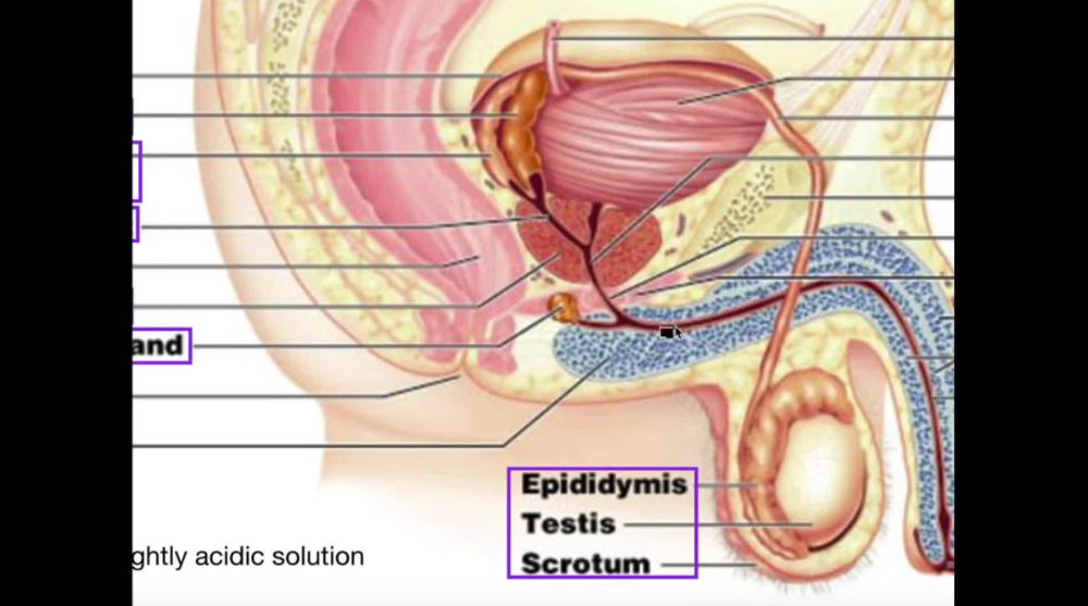 Male Reproductive Anatomy, Ejaculatory Pathway & Semenoegnic Glands