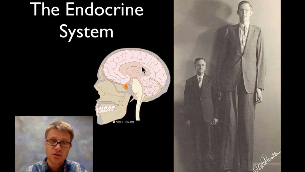 The Endocrine System