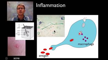 The Immune System