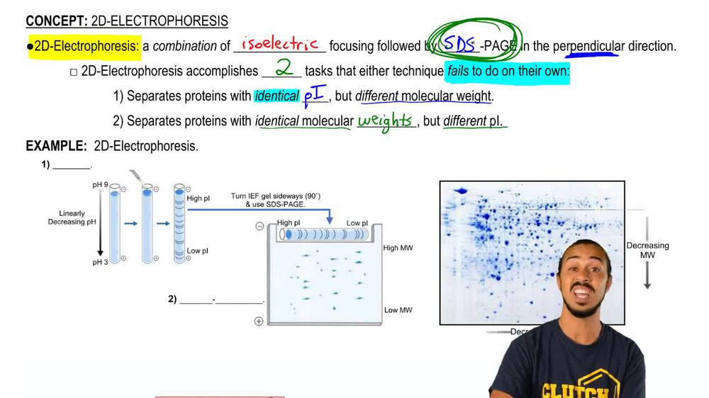 2D-Electrophoresis
