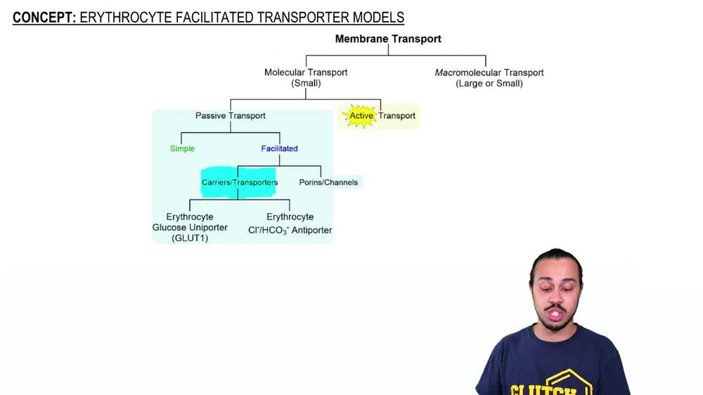Erythrocyte Facilitated Transporter Models