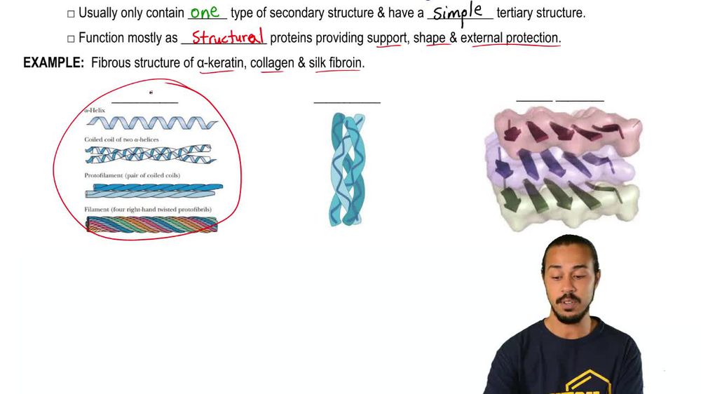 Fibrous and Globular Proteins