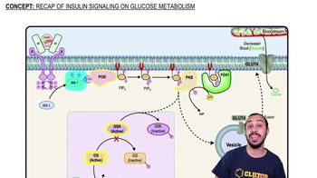 Recap Of Insulin Signaling in Glucose Metabolism