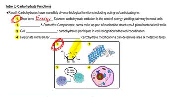 Carbohydrates