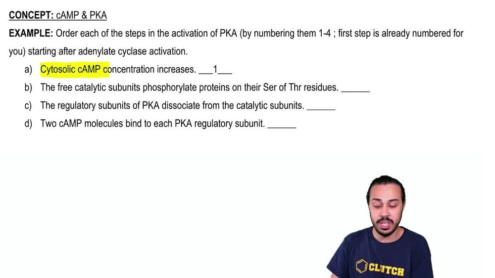 cAMP & PKA Example 1