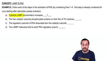 cAMP & PKA Example 1