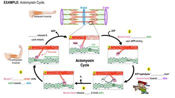 Skeletal Muscle Contraction