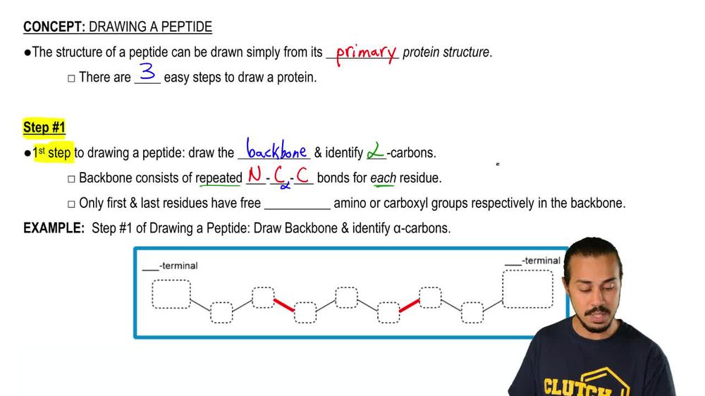 Drawing a Peptide