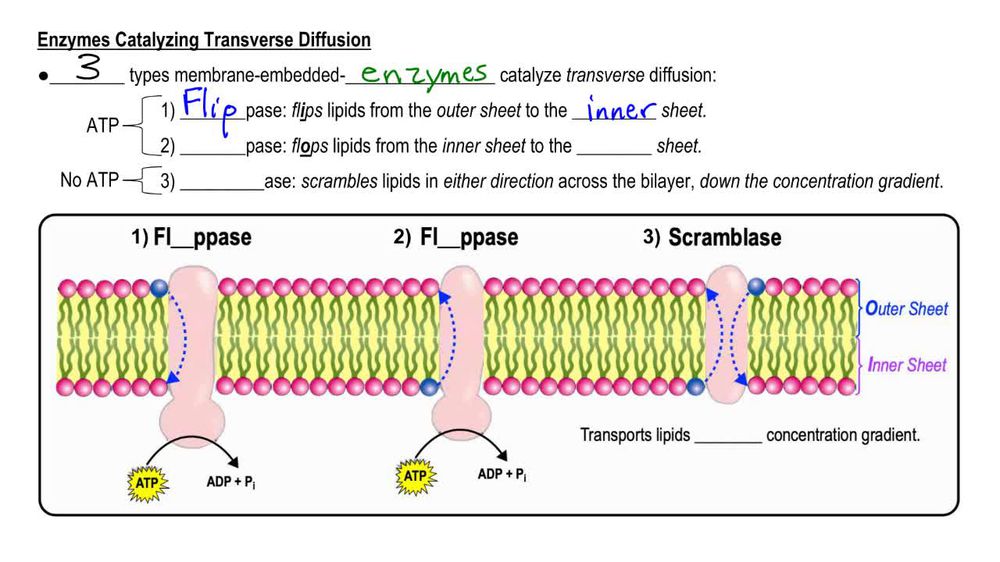Physical Properties of Biological Membranes