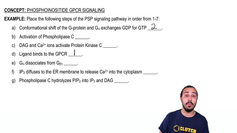 Phosphoinositide GPCR Signaling Example 1