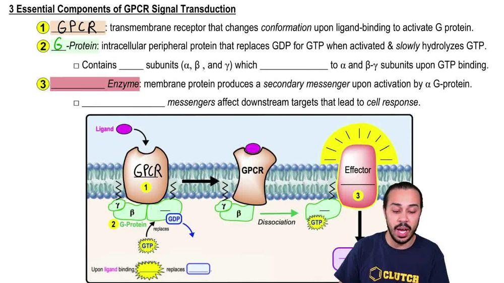 G protein-Coupled Receptors
