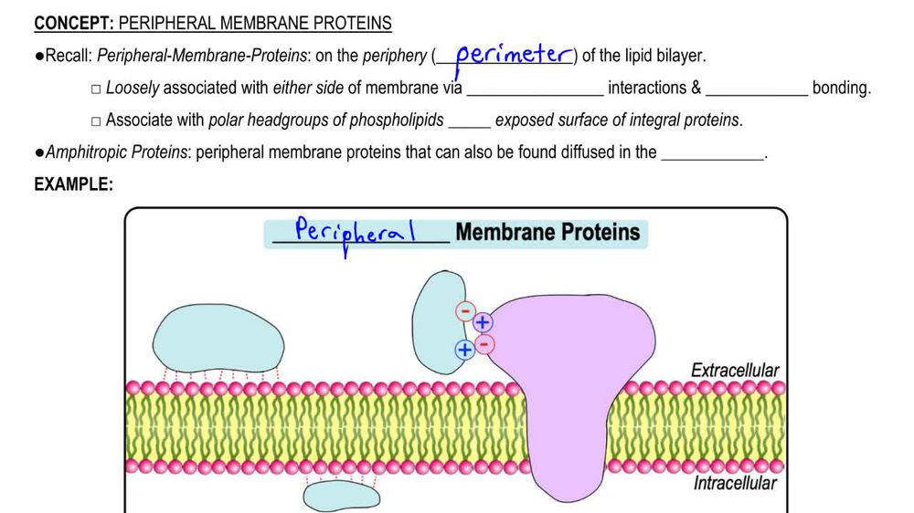 Peripheral Membrane Proteins
