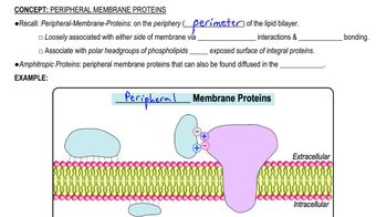 Peripheral Membrane Proteins