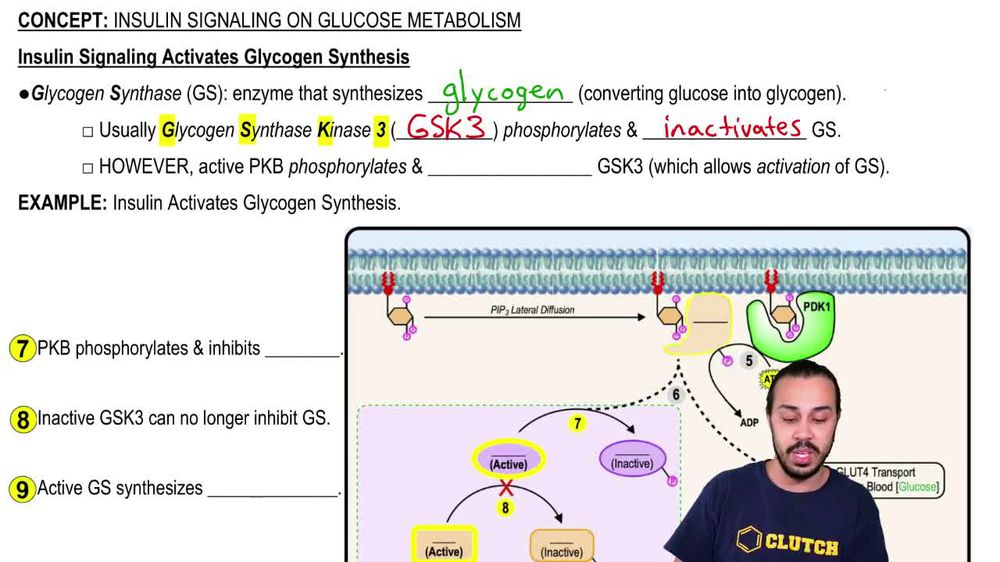 Insulin Signaling Activates Glycogen Synthesis